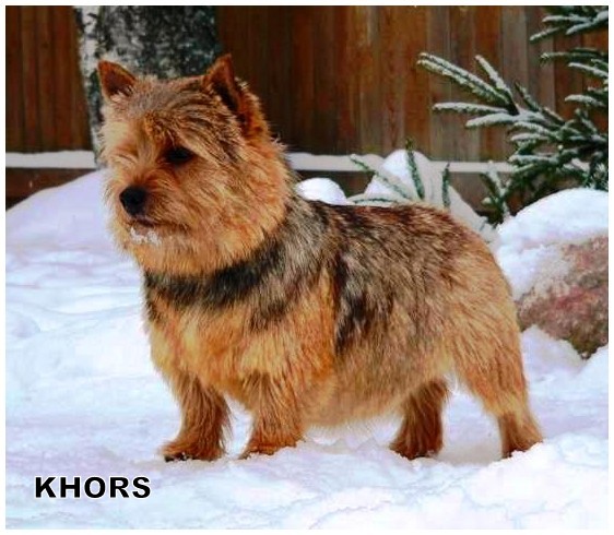 Khors Ameli | Norwich Terrier 