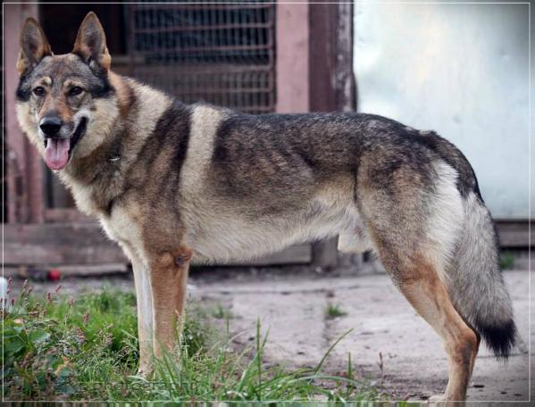 Mepfisto v.Goverwelle | Czechoslovakian Wolfdog 