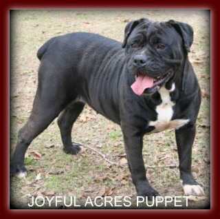 JOYFUL ACRES' PUPPET | Olde English Bulldogge 