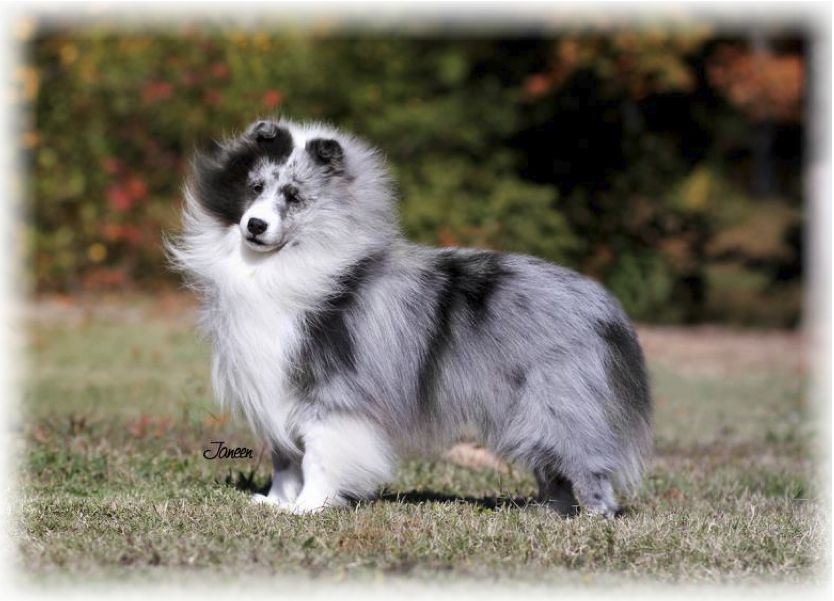 Lochlyn Dream Catcher | Shetland Sheepdog 