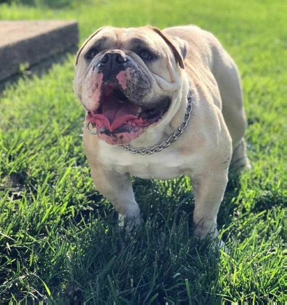 The Bull Ranch Tuco | Olde English Bulldogge 