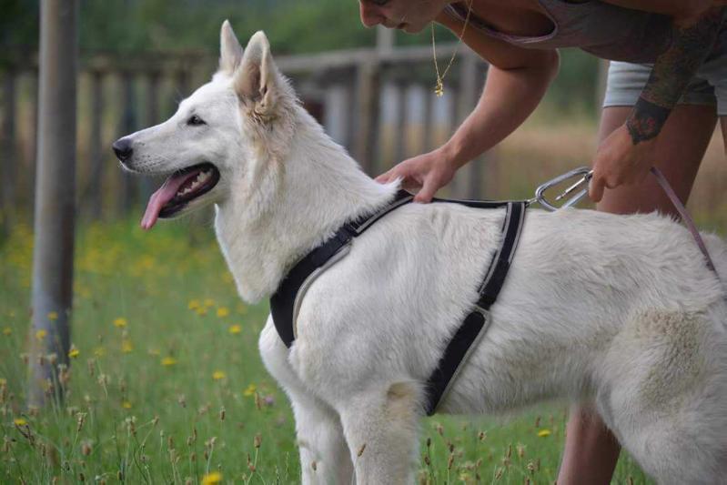 Louve du Domaine de la Combe Noire | White Swiss Shepherd Dog 