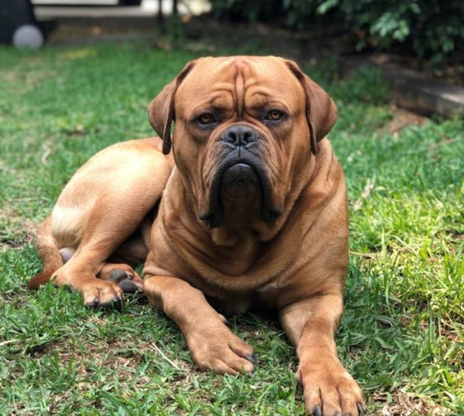 Moloscyg Arnhem | Dogue de Bordeaux 