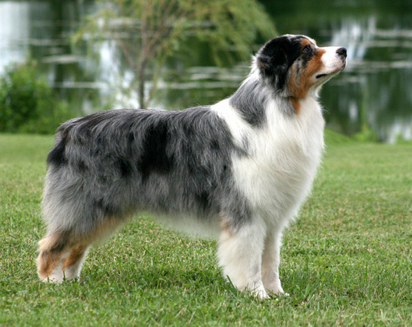 Briarbrooks Talk Show Host | Australian Shepherd 