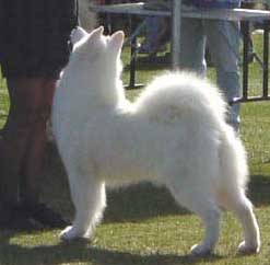 Saratoga's Angel in Disguise | Samoyed 