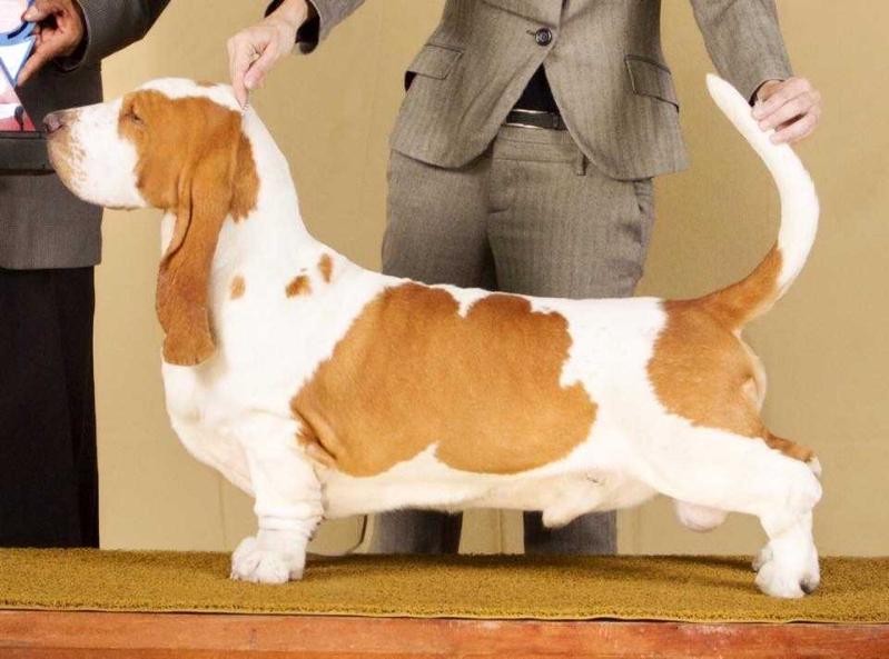 Xpert dos Sete Moinhos | Basset Hound 