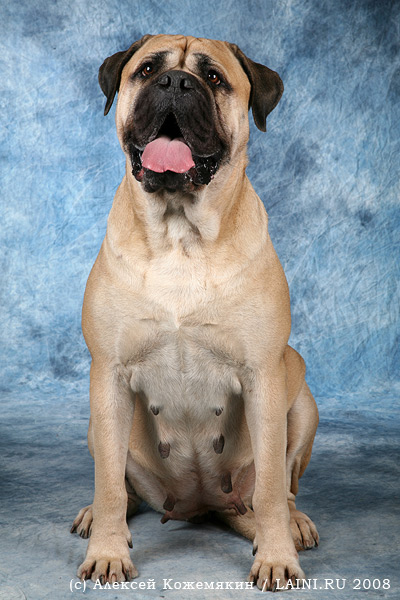 BALTA | Bullmastiff 