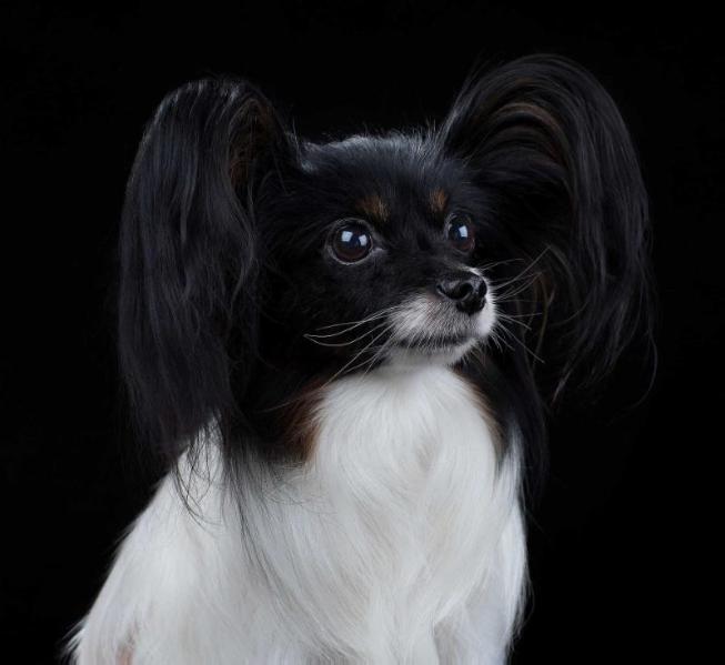 Odna na Million ot Nevskogo Dueta | Papillon 