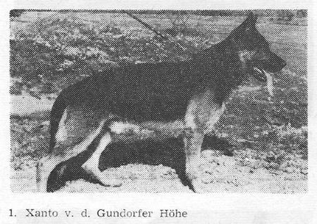 Xanto von der Gundorfer Höhe | German Shepherd Dog 