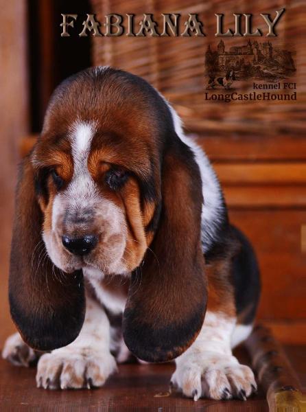 Fabiana Lily Long ?astle ?ound | Basset Hound 