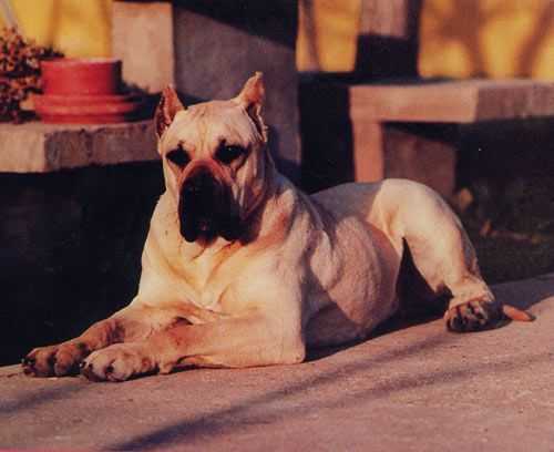 Ermigua de Haridian | Perro de Presa Canario 