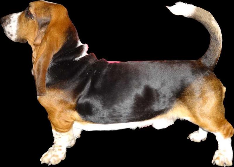 Arturo Impero | Basset Hound 