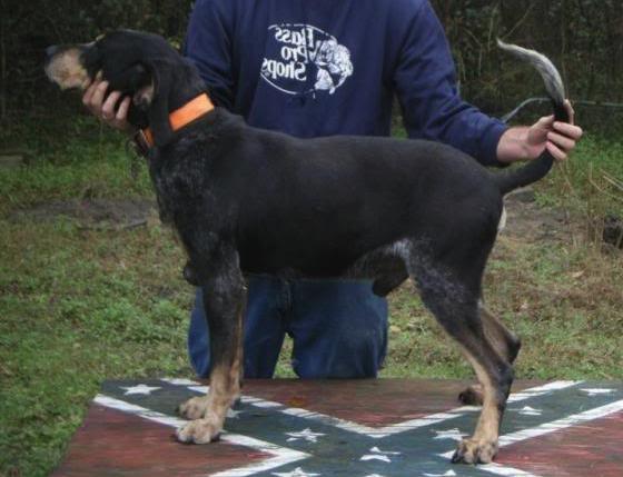 RIVER RUNNIN' BLUE MOON | Bluetick Coonhound 