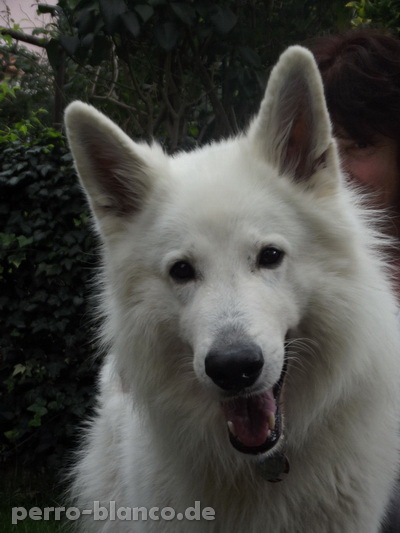 Halvar vom Pellenzgarten | White Swiss Shepherd Dog 