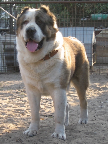 Karat (Lyuter x Ayna) | Central Asian Shepherd Dog 