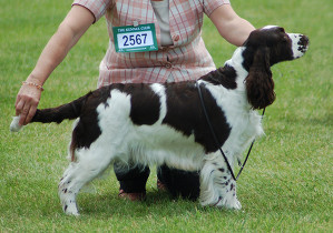 Dexbenella Eluzive Dream | English Springer Spaniel 