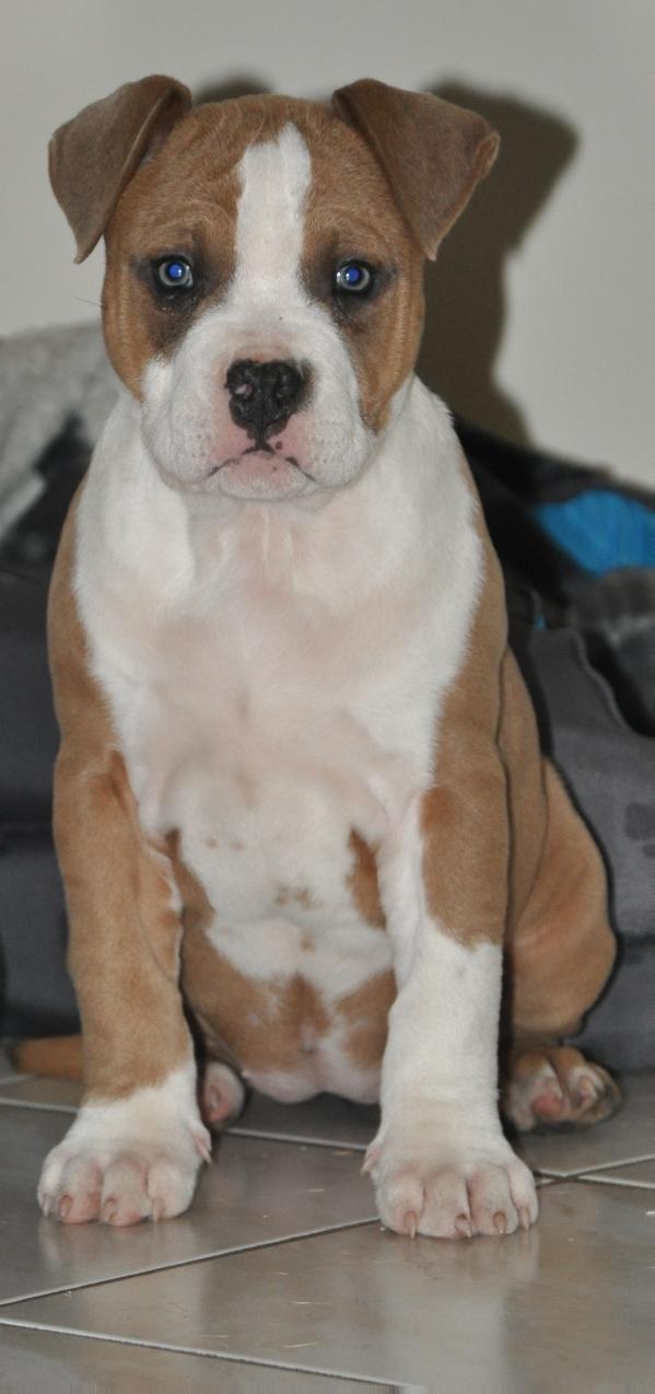 Flechazo Hope fairy | American Staffordshire Terrier 