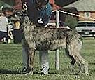 Tirowen Cassandra | Irish Wolfhound 