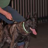 Eli (Mr. D. Bell, Ooltewah TN, USA) | Dutch Shepherd 