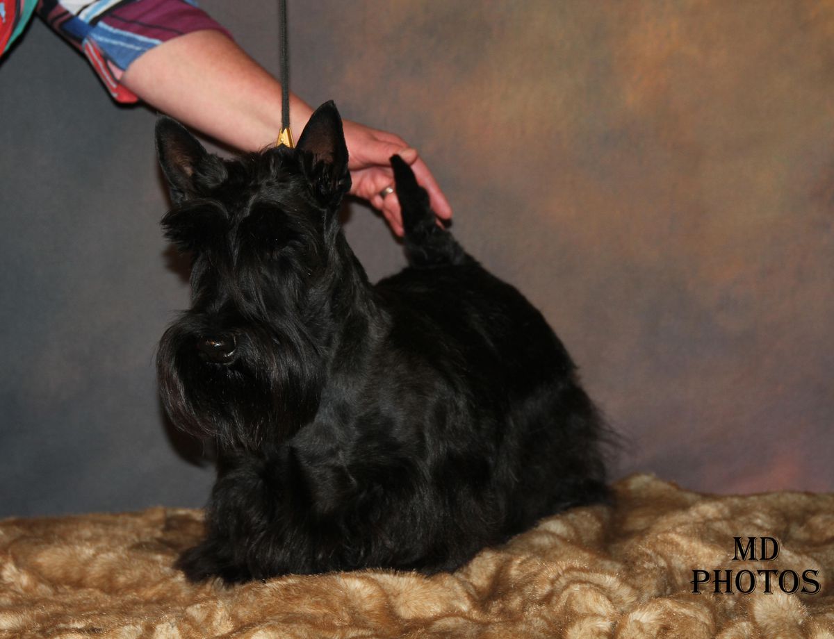 Verascott O' Never Give Up | Scottish Terrier 
