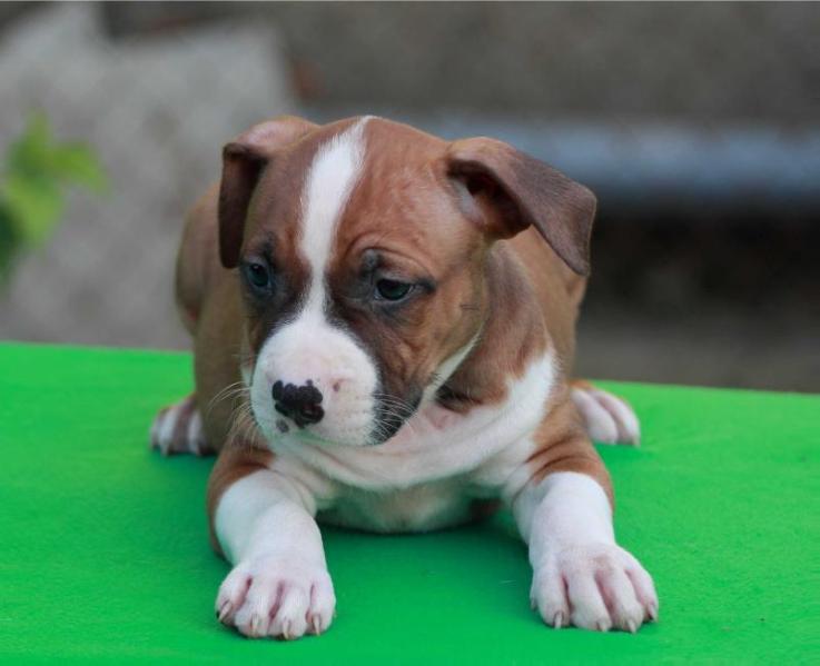 Ivalena Hom Yaromir | American Staffordshire Terrier 