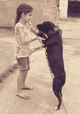 AGUIRRE'S LA BABY | American Pit Bull Terrier 
