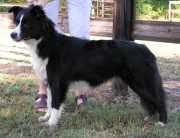 Sportingfield's Shining Mist | Border Collie 