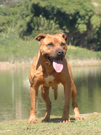 Tant's  Luciano | American Pit Bull Terrier 