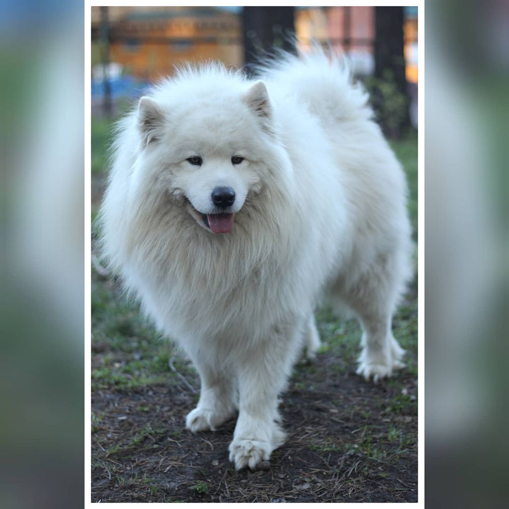 Dagnar Brave by Snow Praid | Samoyed 