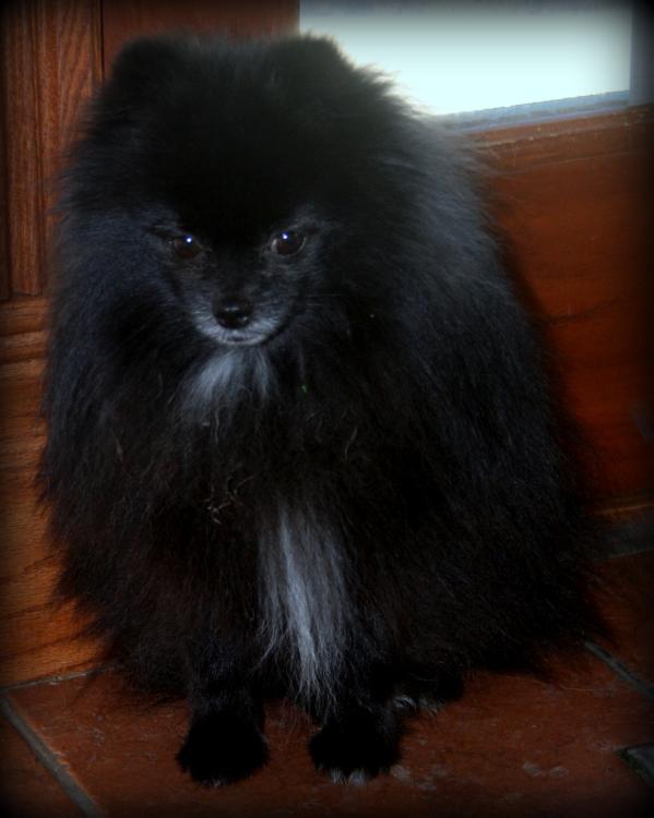 Twilight's Dawn's Tazman | Pomeranian 