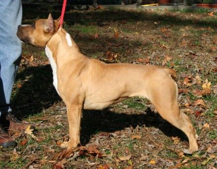 Chronos She's Crafty! | American Staffordshire Terrier 