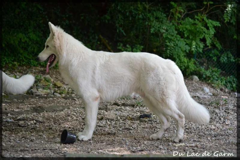 Iwok du Lac de Garm | White Swiss Shepherd Dog 