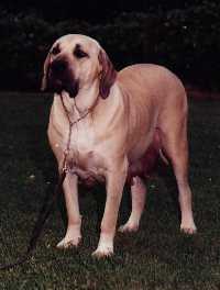 BAYSHAWNAE OF ESHABETA | Fila Brasileiro 