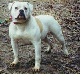 Dailey's Little Red Ruffian | Olde English Bulldogge 