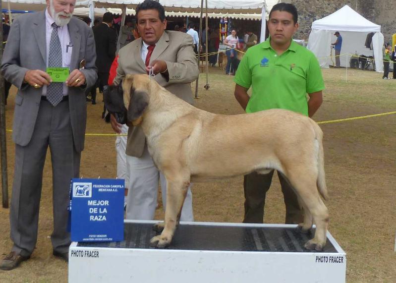 NIKOLAS (ACUÑA) | Mastiff 