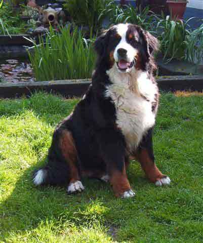 Xiera van 't  Stokerybos | Bernese Mountain Dog 