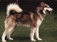 Apple Hill Siksik Kataum Inua | Alaskan Malamute 