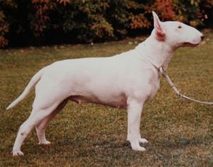 SPOOKY TOOTHS ASHLEY | Bull Terrier 