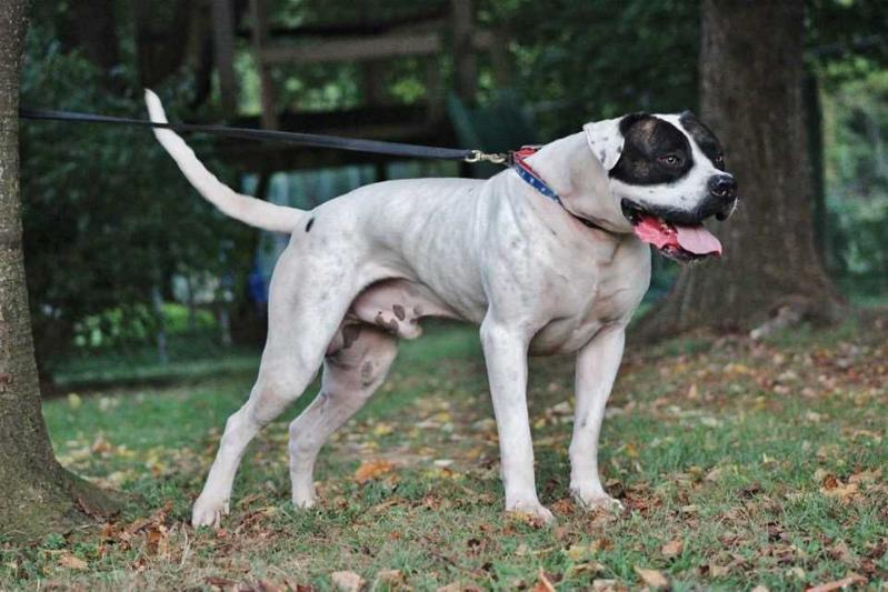 JEMS’/QTFB Train of Thought | American Bulldog 