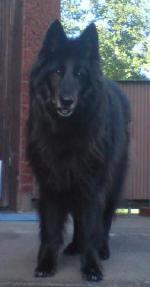 Liquorice Ditte | Belgian Groenendael 