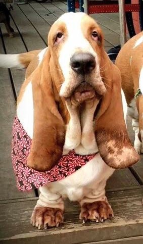 Slowlowrider Eurika | Basset Hound 