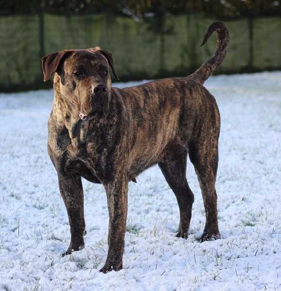 Gayane el Sueno del Amigo | Perro de Presa Canario 