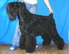 IMPERATRITSA S ZOLOTOGO GRADA | Black Russian Terrier 