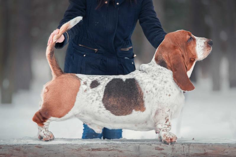 Vezuvii Illarion | Basset Hound 