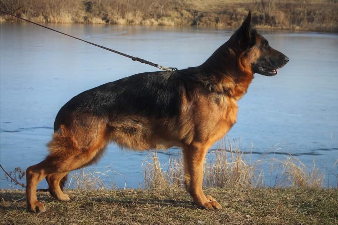 ALANGHUR MILEDI | German Shepherd Dog 