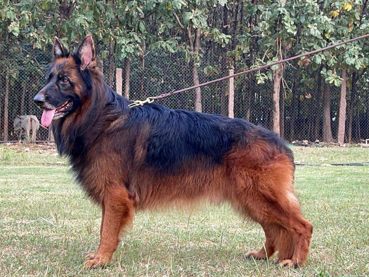 Ragzhaus Macho | German Shepherd Dog 