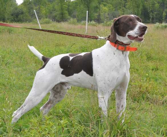 Saddle's Levi Von Greif | German Shorthaired Pointer 