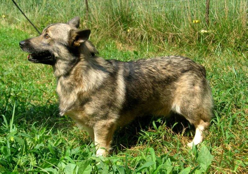 Caval Eye Of The Storm | Swedish Vallhund 