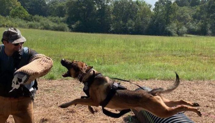 Castor Van Ike | Belgian Malinois 