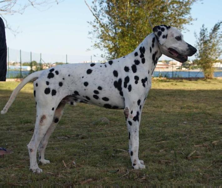 BR Mdals Country Classic | Dalmatian 